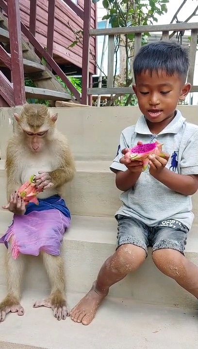 Monkey krezy