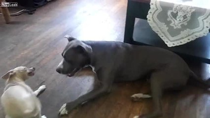 Davide contro Golia: piccolo chihuahua mette in fuga il pittbull