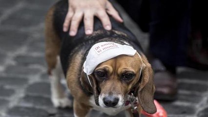 I Verdi  contro lo smog,  il testimonial è  un beagle