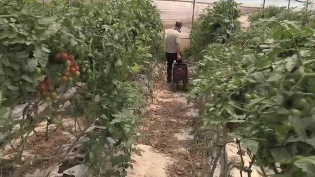 Nelle serre che rendono schiavi: dove tutto si paga, dal passaggio, ai documenti, al sesso