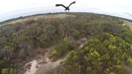Australia: l’aquila attacca il drone e lo sbatte a terra