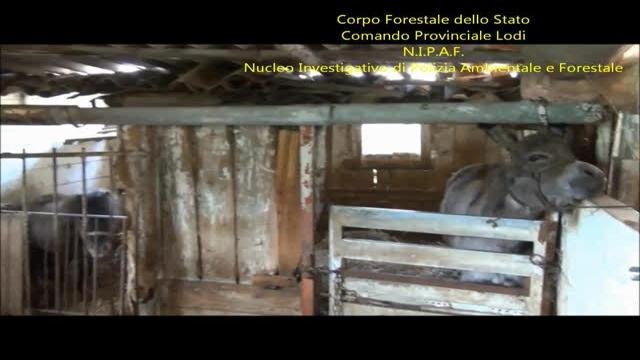 Lodi, 14 pony stipati in allevamento lager
