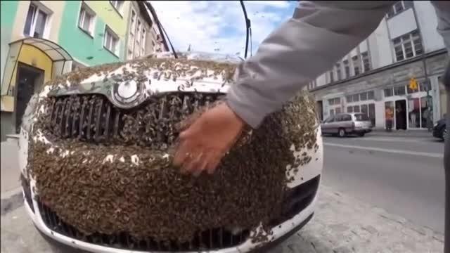 L'alveare? Sul cofano dell'auto