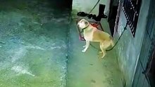 Why this Dog is so Scared