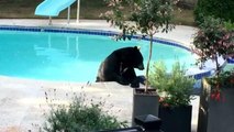L'ospite inatteso in piscina: un orso bruno
