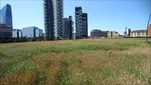 Milano, il campo di grano invaso dalle erbacce