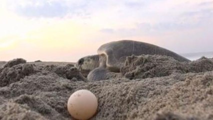 In Messico filmati i ladri di uova di tartarughe