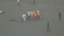 Cento delfini spiaggiati sulle coste del Giappone