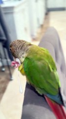 A Parrot Does His Chores