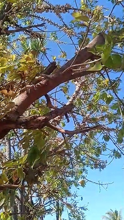 snake tree