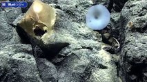 A mysterious deep-sea creature that no human has EVER seen may have laid the 'golden egg' that was discovered on the sea bed two miles underwater off the coast of Alaska, experts claim