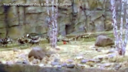 Cincinnati, prima uscita per dieci piccoli licaoni