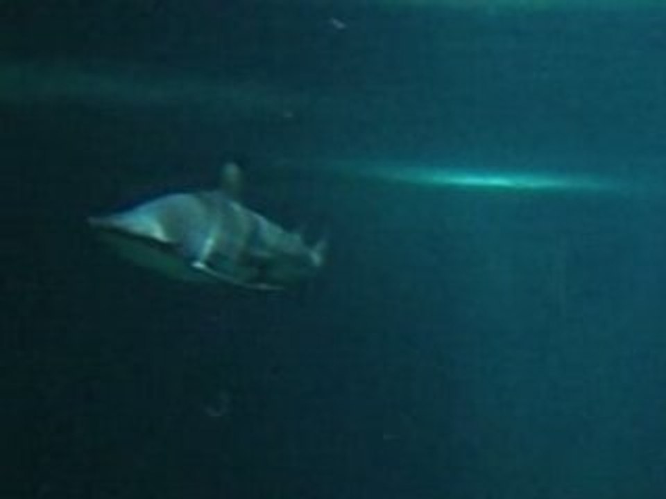Requin