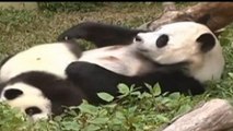 Cina: i tre panda gemelli escono per la prima volta all’aperto