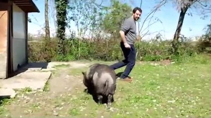 Matteo Salvini al campo rom alle prese con un maiale arrabbiato