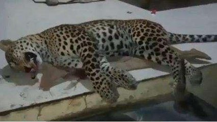 गुना: NH 46 पर मिला तेंदुए का शव, वन विभाग की टीम जांच में जुटी