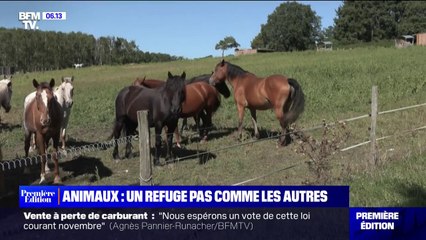 Loir-et-Cher: ce refuge recueille et soigne des animaux en mauvaise santé