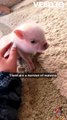 Micro Pigs: The Tiny Pets That Are Taking the World by Storm