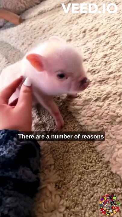 Micro Pigs: The Tiny Pets That Are Taking the World by Storm