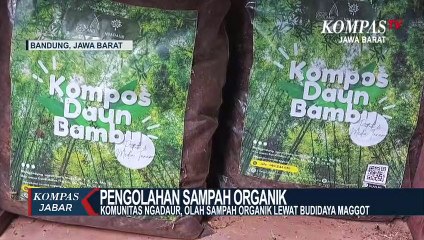 Urai Sampah Organik Dengan Budidaya Maggot