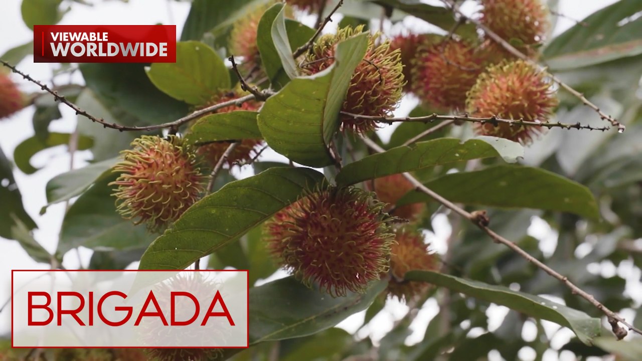 Iba’t ibang putahe gamit ang rambutan, tinikman ni Lala Roque | Brigada