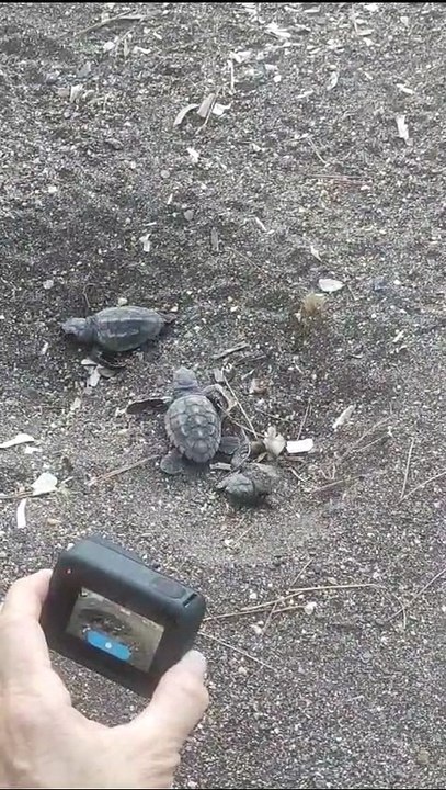 27 bébés tortues déjà sortis du nid de Porquerolles
