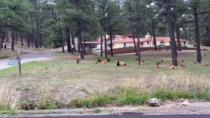 Herd of Elk Takes Over Neighborhood Yard
