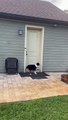 My Dog Invites the Neighbor's Doodle Over