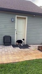 My Dog Invites the Neighbor's Doodle Over