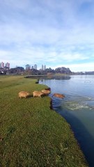 Capybaras Jumping Into The Water