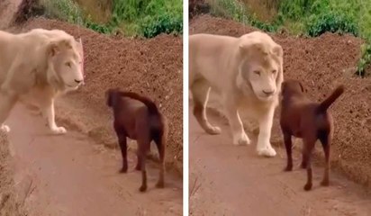 Indrukwekkende video: charmerende leeuw kust de poot van een hond