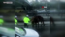 İstanbul'da başıboş atlar trafiği birbirine kattı