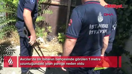 İstanbul'da yılan paniği! 'Kediye saldırmak üzereydi'