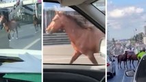 Kara yoluna giren başıboş atlar, trafiğin aksamasına neden oldu