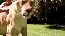 Liger - The Biggest and Strongest Feline in the World