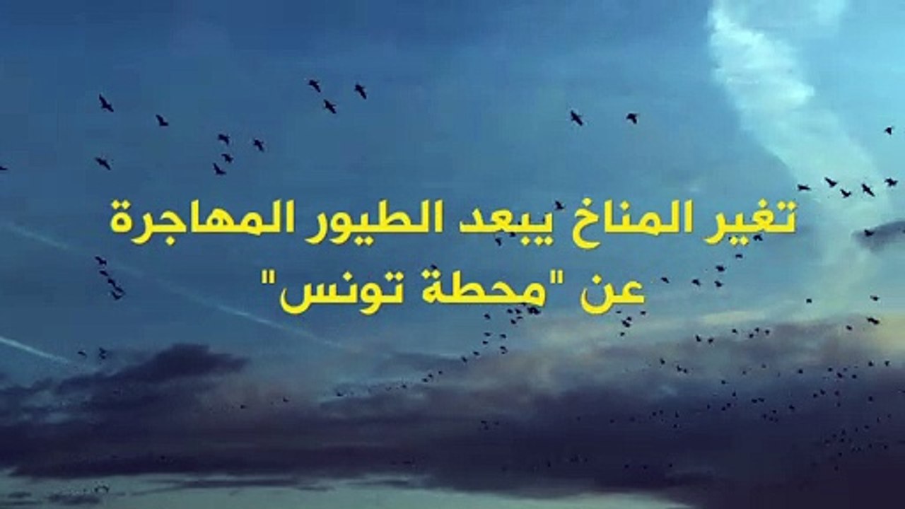 الجفاف في تونس يربك أسراباً هائلة من الطيور المهاجرة!