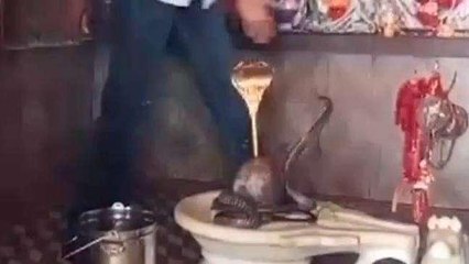 हनुमानगढ़: जब मंदिर में शिवलिंग से लिपट गया ये सांप ! नहीं देखा होगा ऐसा वीडियो, देखिए अद्भुत नजारा