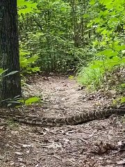 Biggest Rattlesnake Caught on Camera