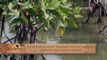 Hutan Mangrove Jadi Tambak, Abrasi Semakin Parah | BERKAS KOMPAS