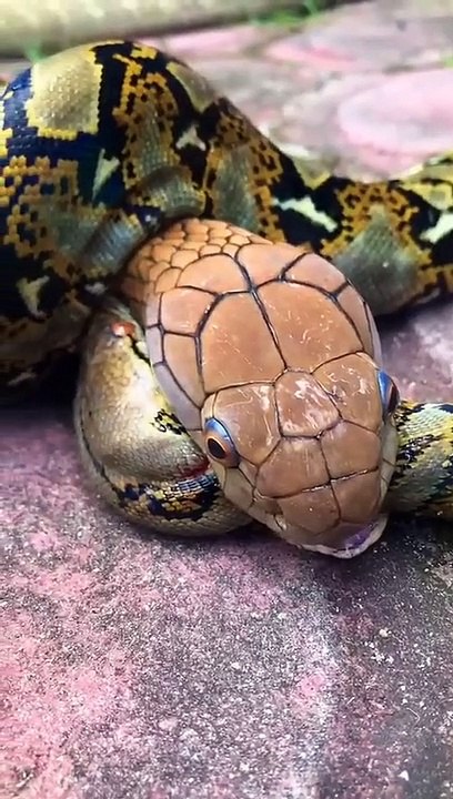Python vs Cobra