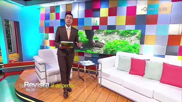 Pozos y bofedales secos dejan sin forraje al ganado del área rural de El Alto