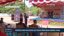 Kontes Ayam Ekor Lidi, Adu Keindahan Bukan Adu Kuat