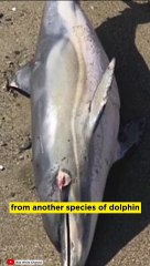 THE DARK SIDE OF DOLPHINS