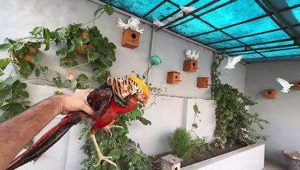 Horse Ko New Shoes Phna Diye ab Ye Bht Taiz bhagy gi