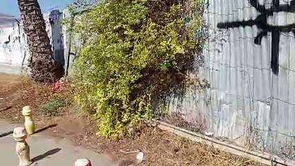 "Il cantiere al Foro Italico di Palermo è abbandonato", l'assessore: "I lavori vanno avanti, colpa dei vandali"