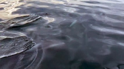 Ultra-rare white beaked dolphins spotted off Teignmouth