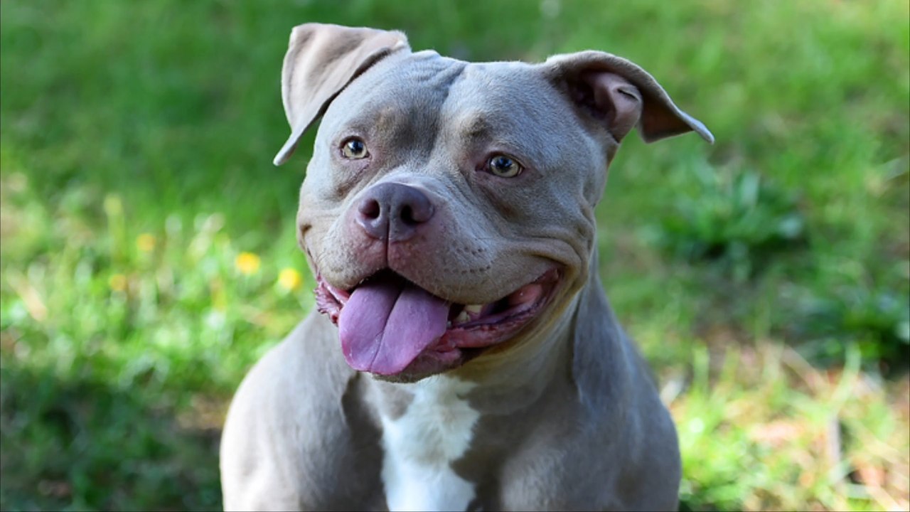 Diese Hunderasse soll nun verboten werden