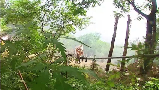 Invencível Shaolin Kungfu Velho foi emboscado por assassinos, mas na verdade ele é um mestre Kungfu