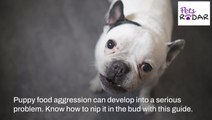 5 Ways To Stop Puppy Food Aggression | PetsRadar