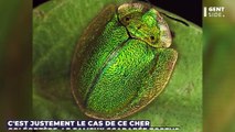 Ces insectes se servent de leur 